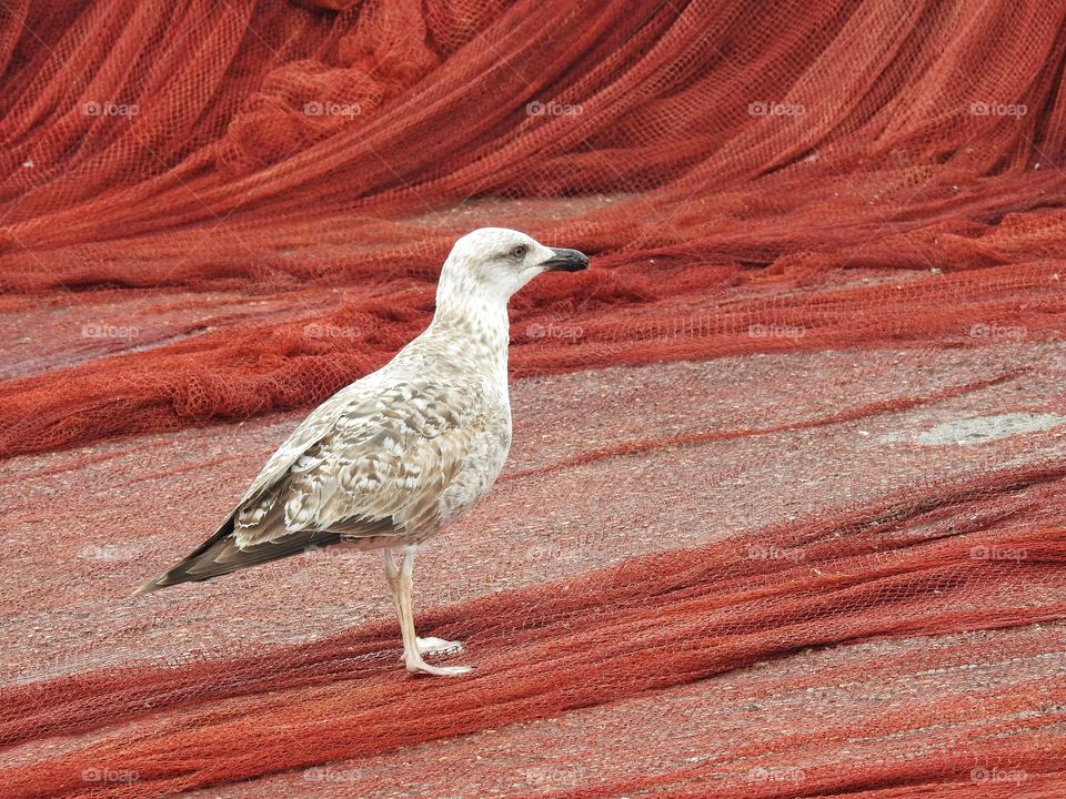 Seagull on red fishing net