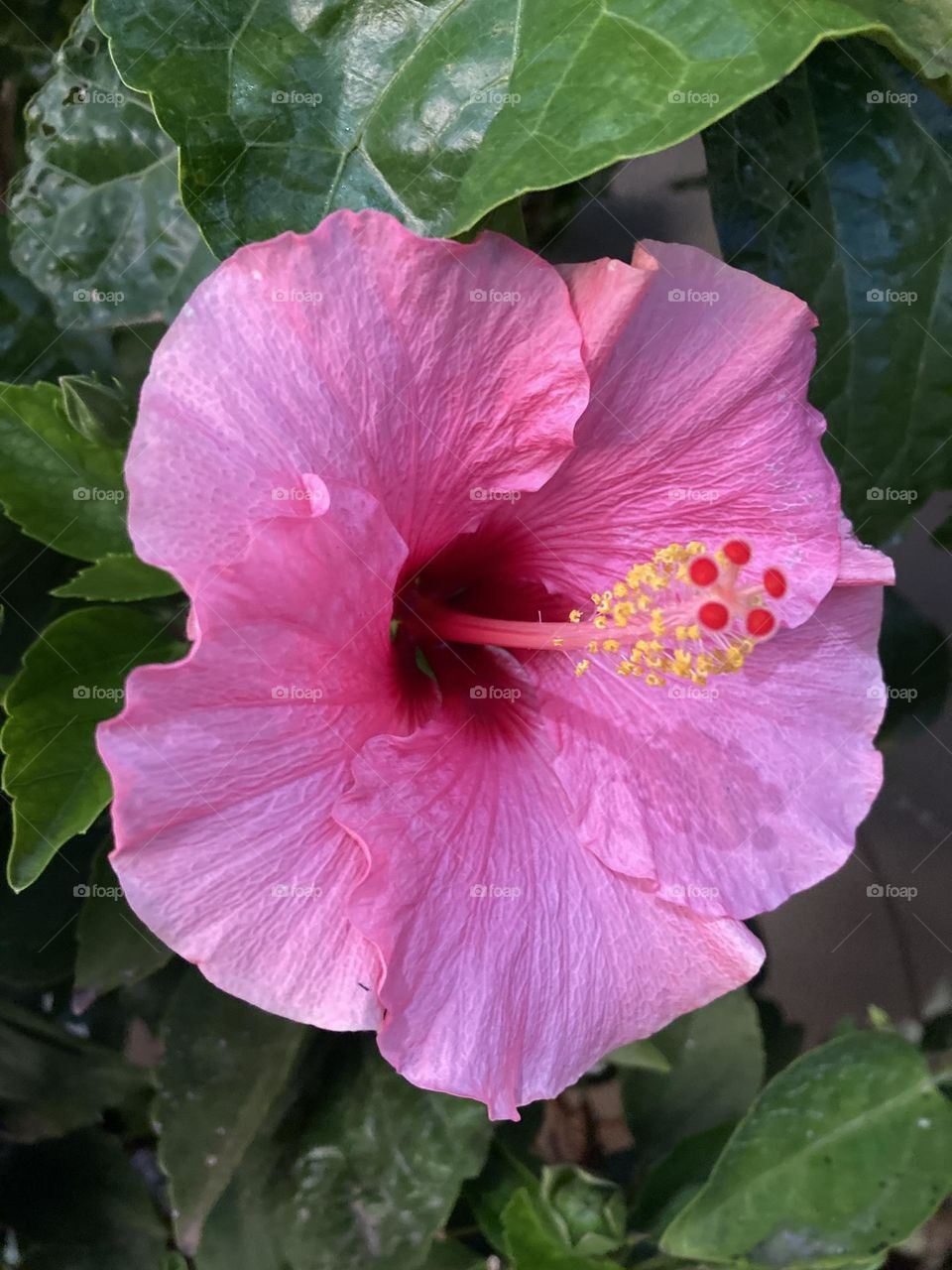 🌹 🇺🇸 Very beautiful flowers to brighten our day.  Live nature and its beauty. Did you like the delicate petals? / 🇧🇷 Flores muito bonitas para alegrar nosso dia. Viva a natureza e sua beleza. Gostaram das pétalas delicadas? 