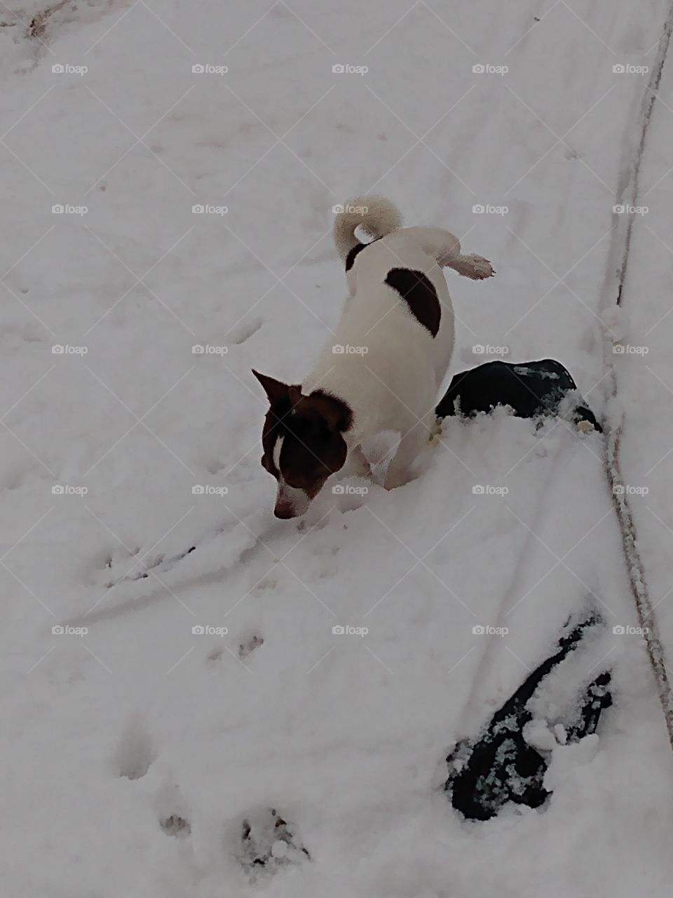 do you mind not snapping that photo it's bad enough I have to pee in the snow.