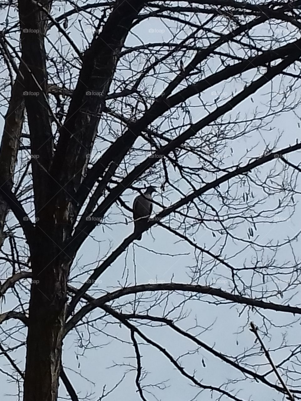 bird on tree