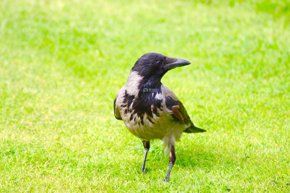 The Crow