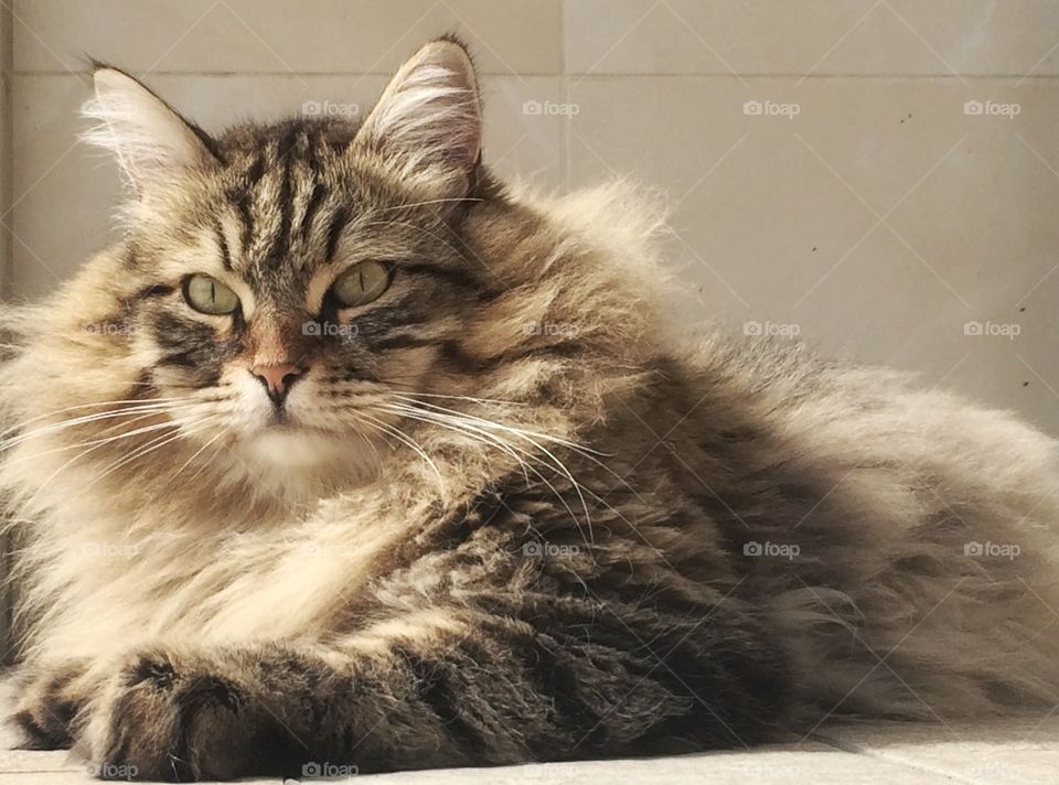 Close-up of Brown cat