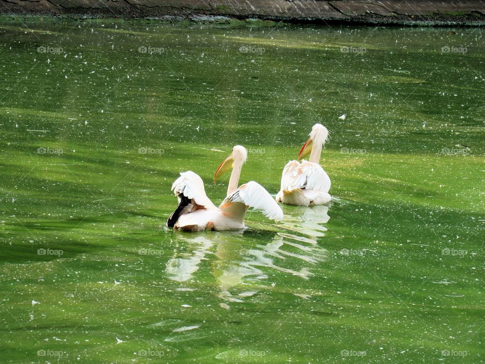 Zoológico SP