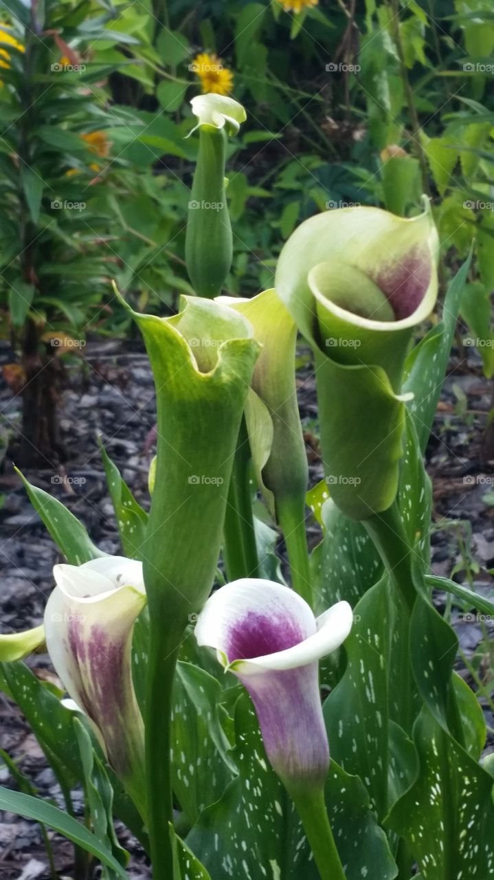 green and violet flowers