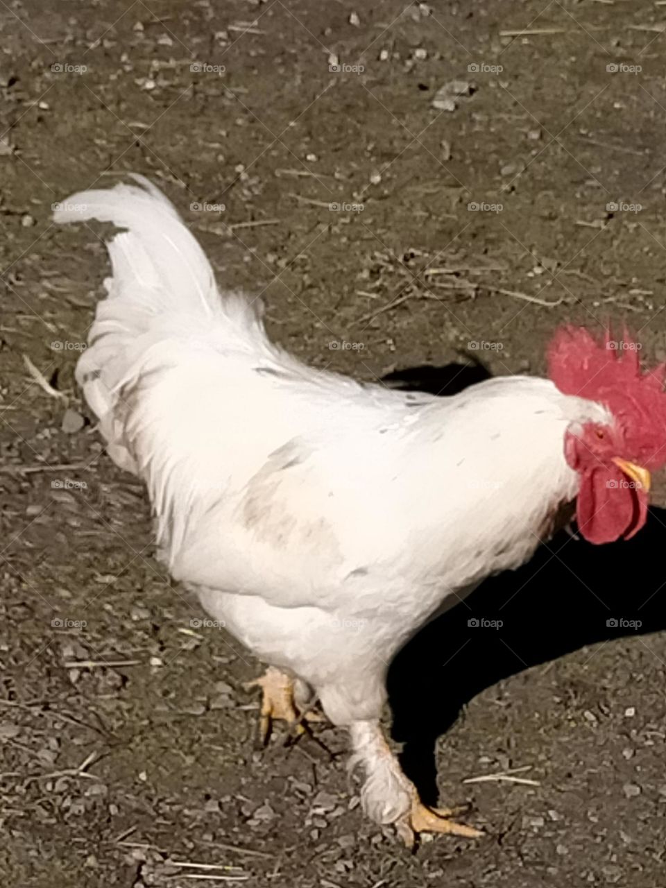 Gallo