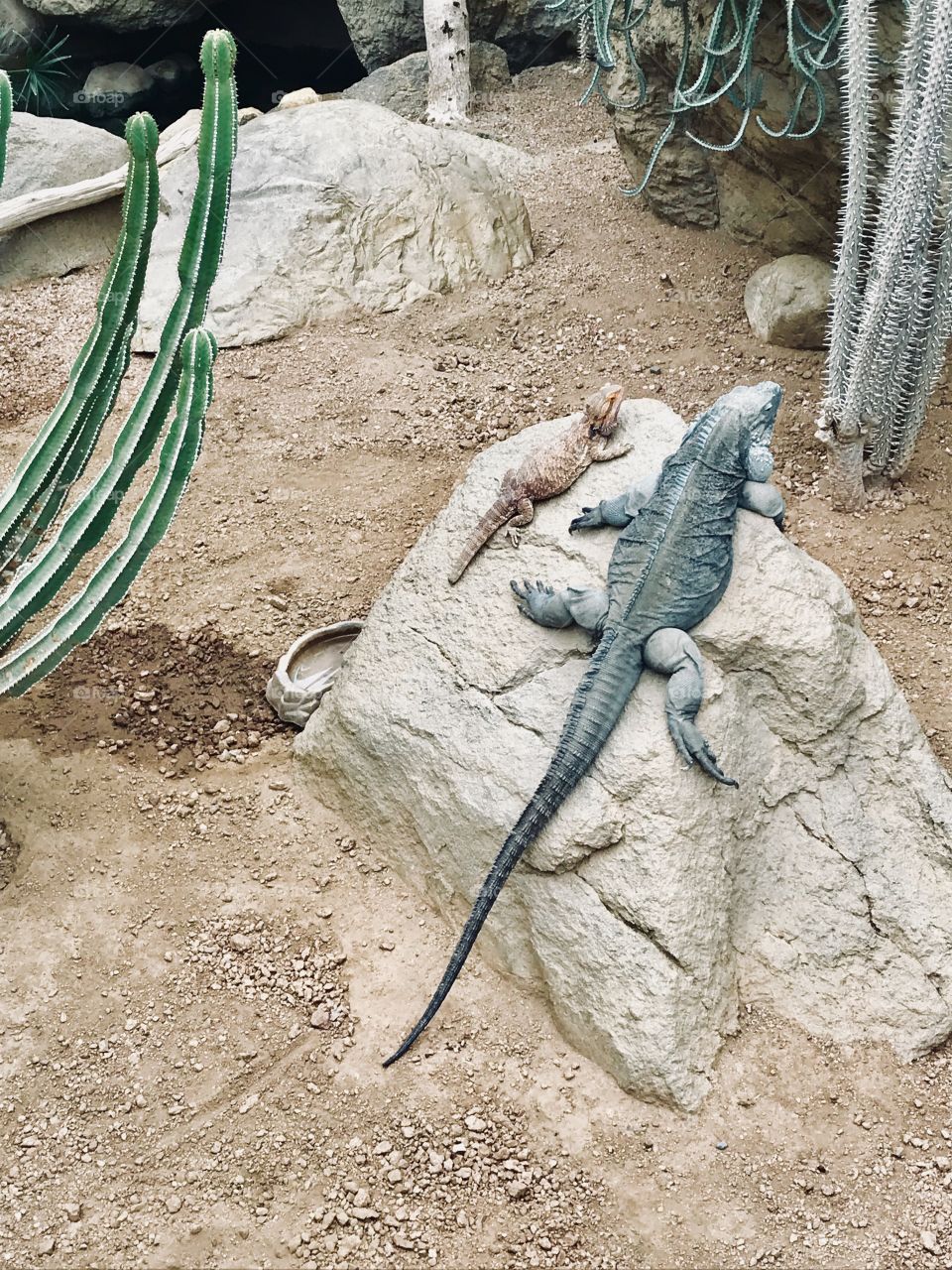 Back view of two amphibians relaxing on a rock together. 