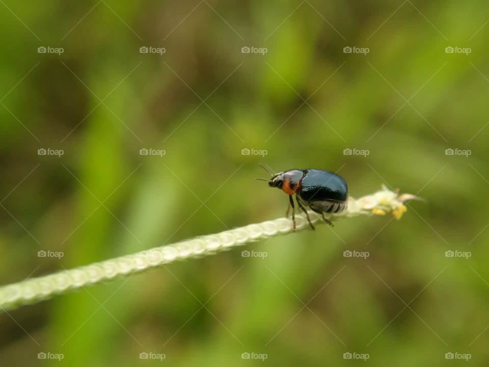 Ladybug on the grass.