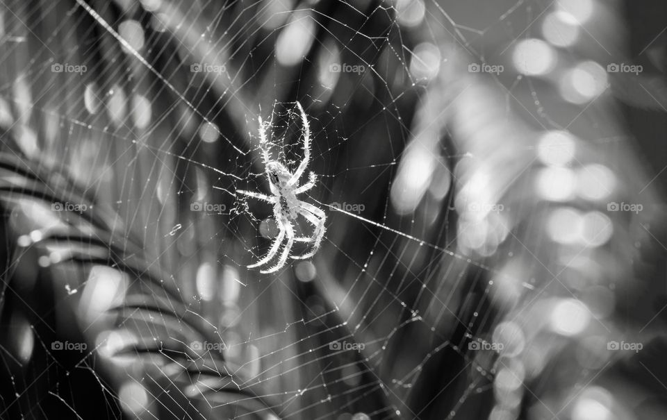 Black and white photo of spider and net