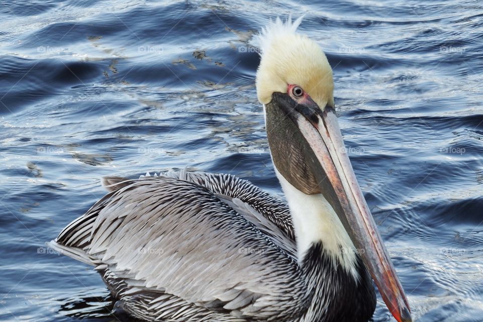 Brown pelican 