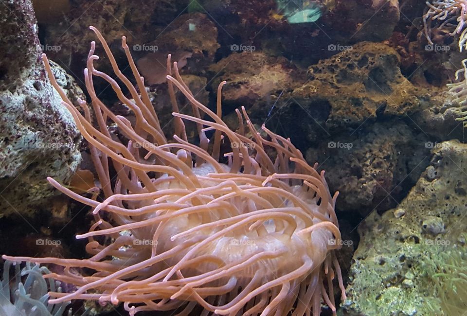 Sea anemone . Another part of salt water tanks my son loves.