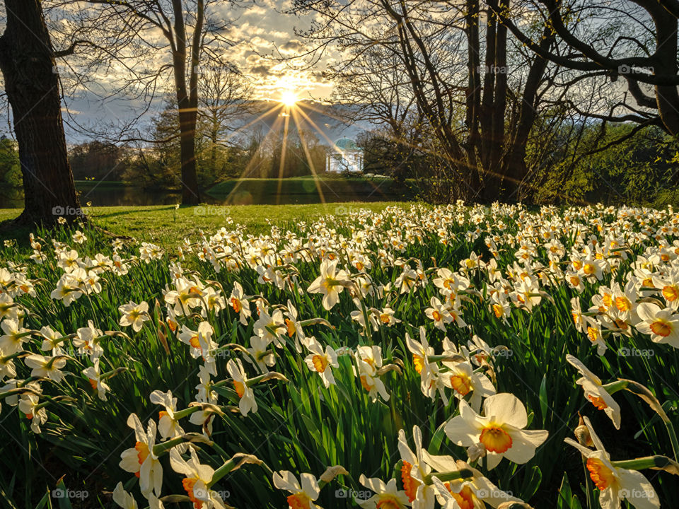 Germony parks spring daffodils kassel rays of