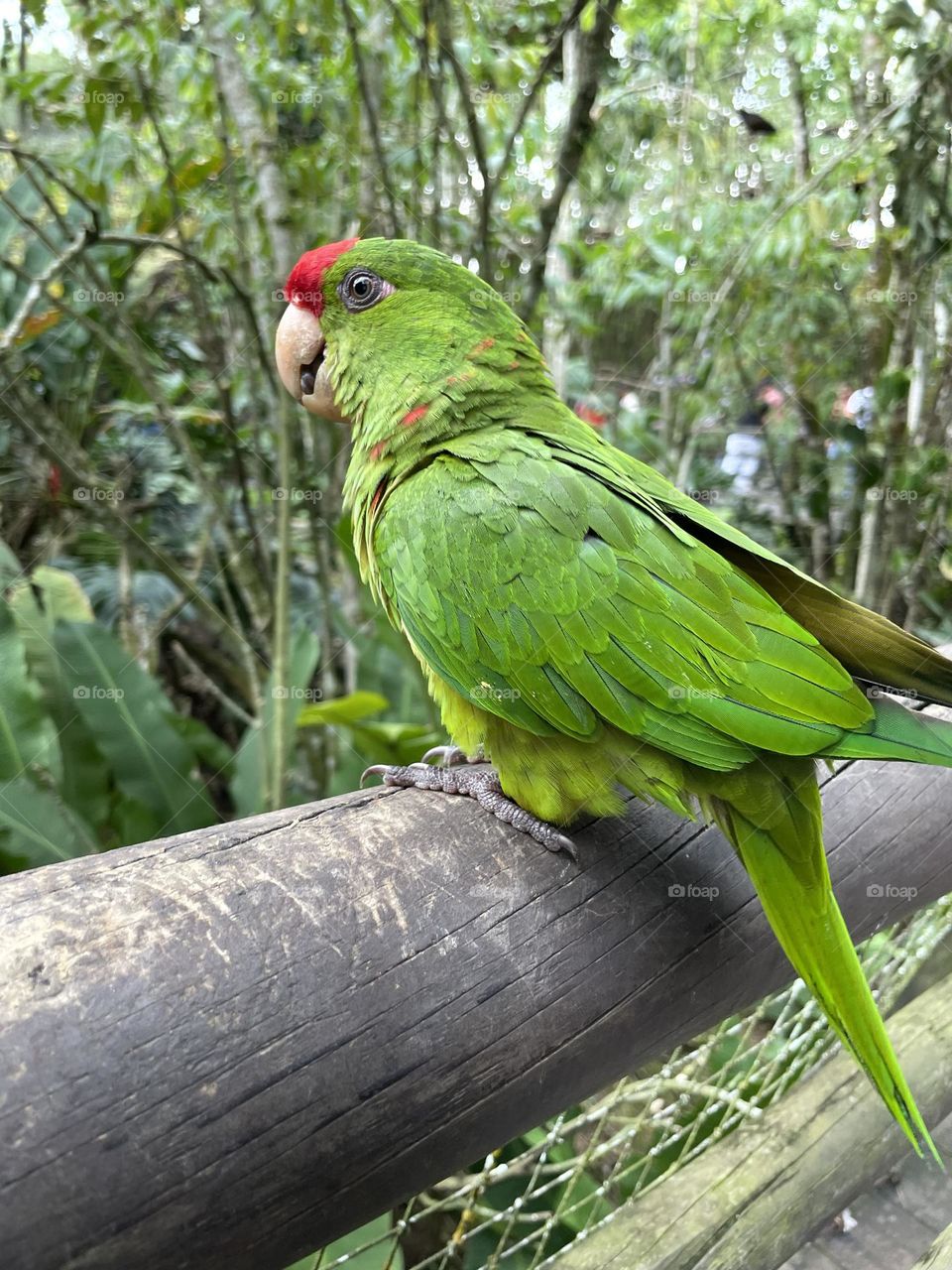 Parrot
