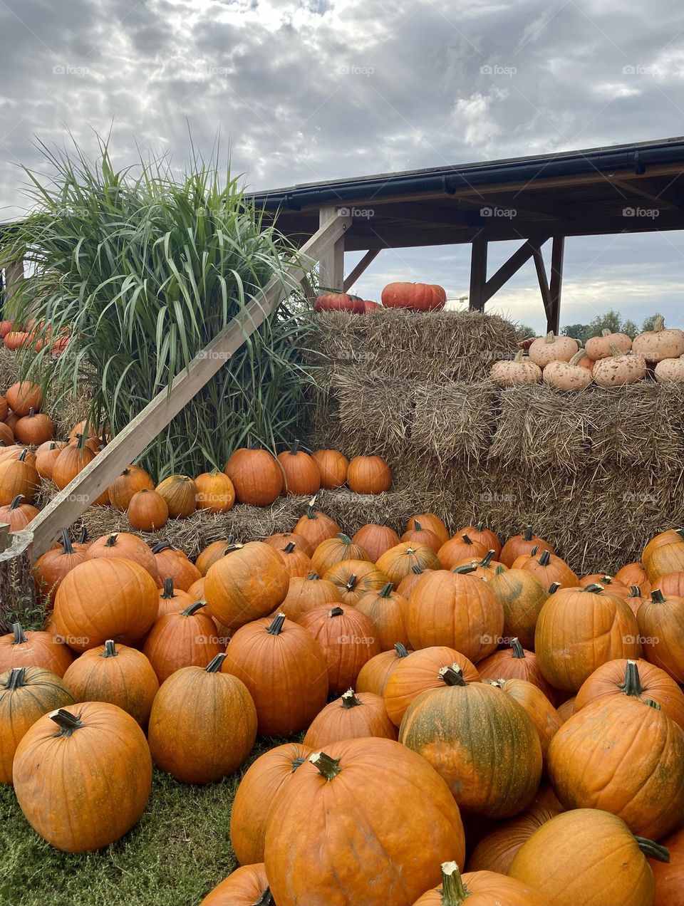 Pumpkins 