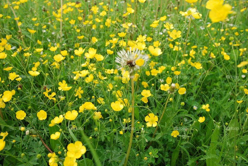 field flower grass summer by Nikita80
