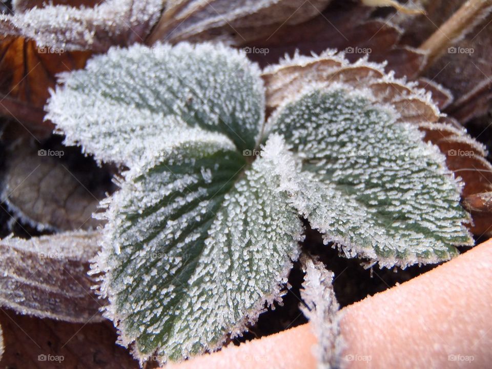 Frost on strawberry leave 
