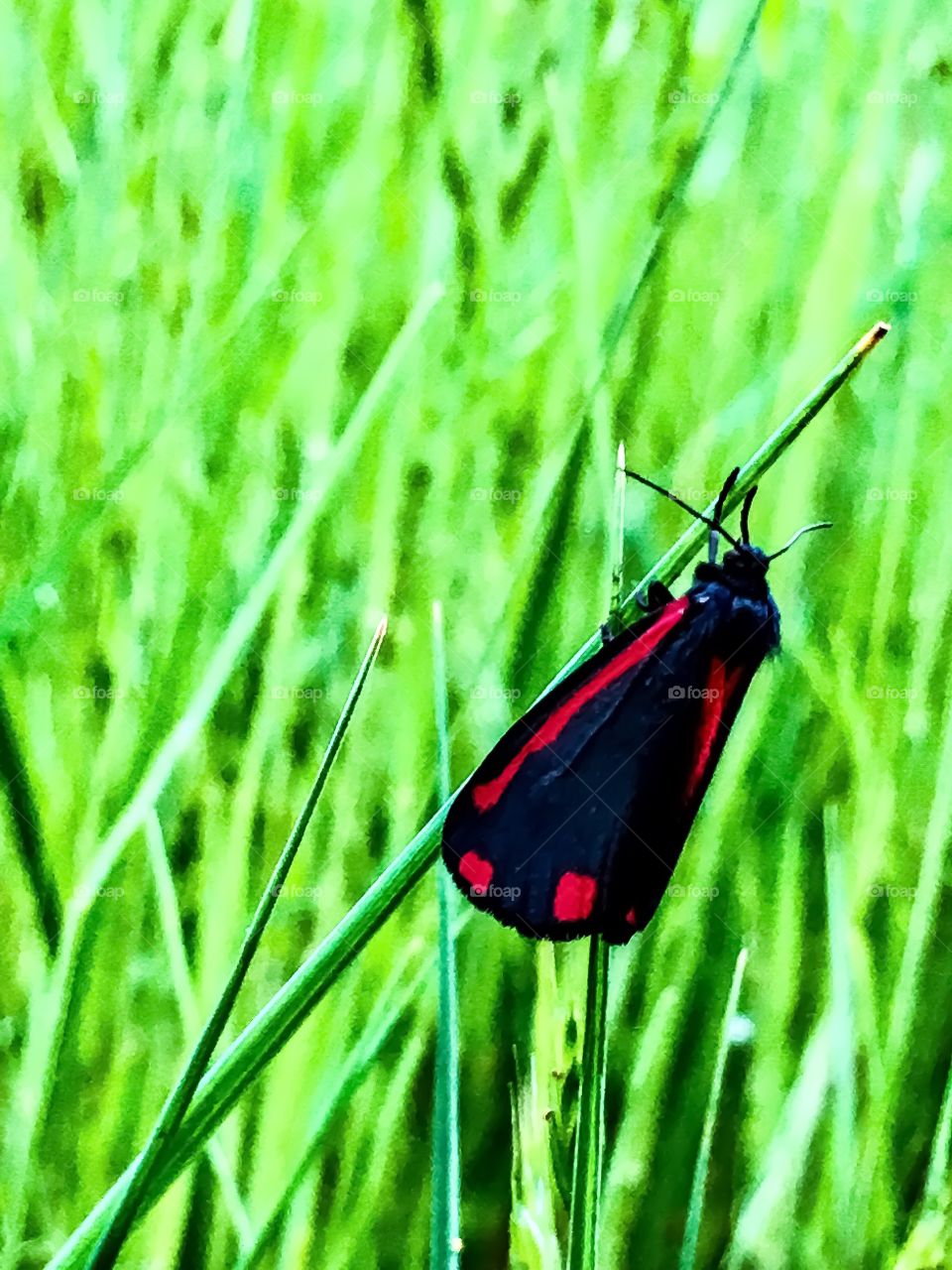 Scarlet Butterfly