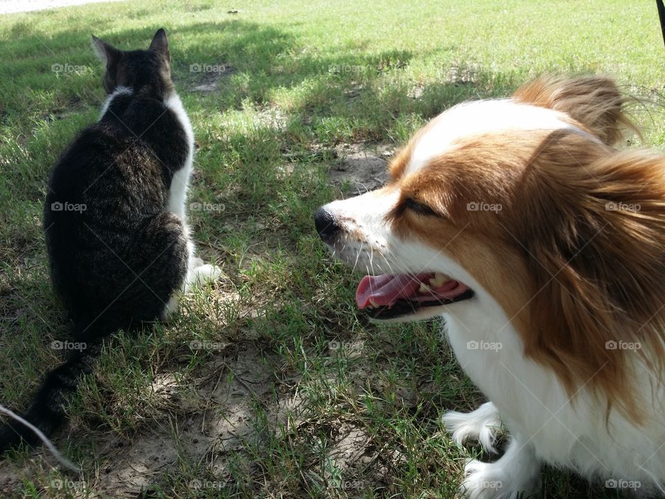 Dogs and Cats as Friends