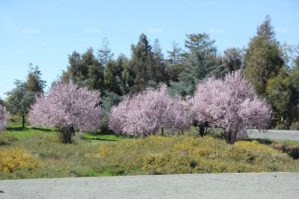 Spring blooming 