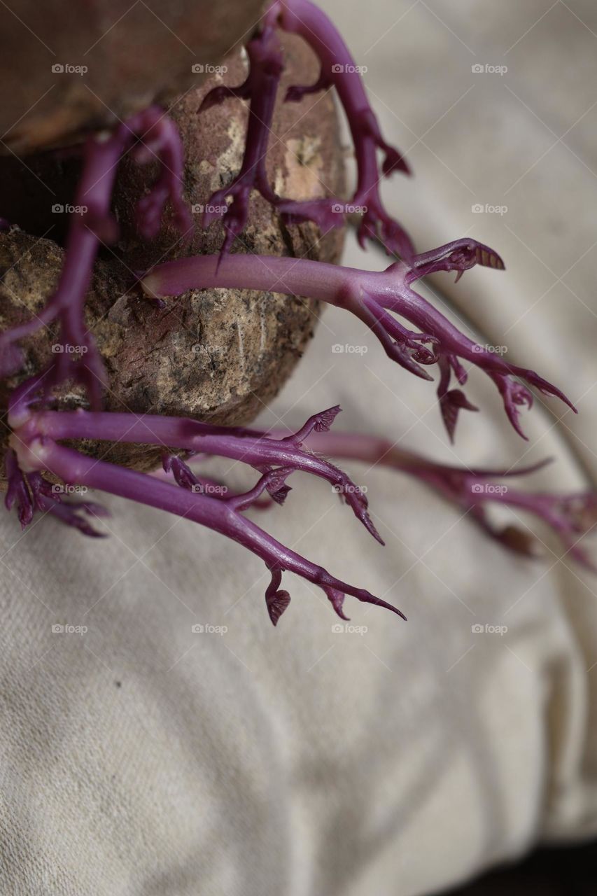 “Sweet potato roots” those roots from the sweet potato turned out to be an amazing colour . Unique roots 