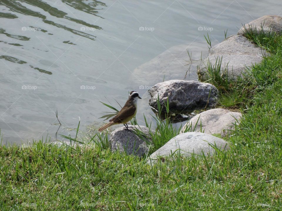 pajarito tomando agua en lago