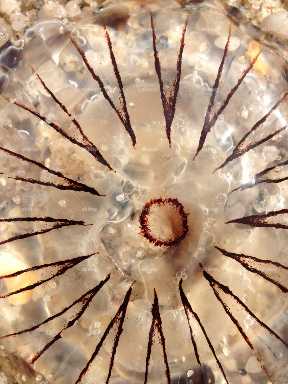 Macro jellyfish 