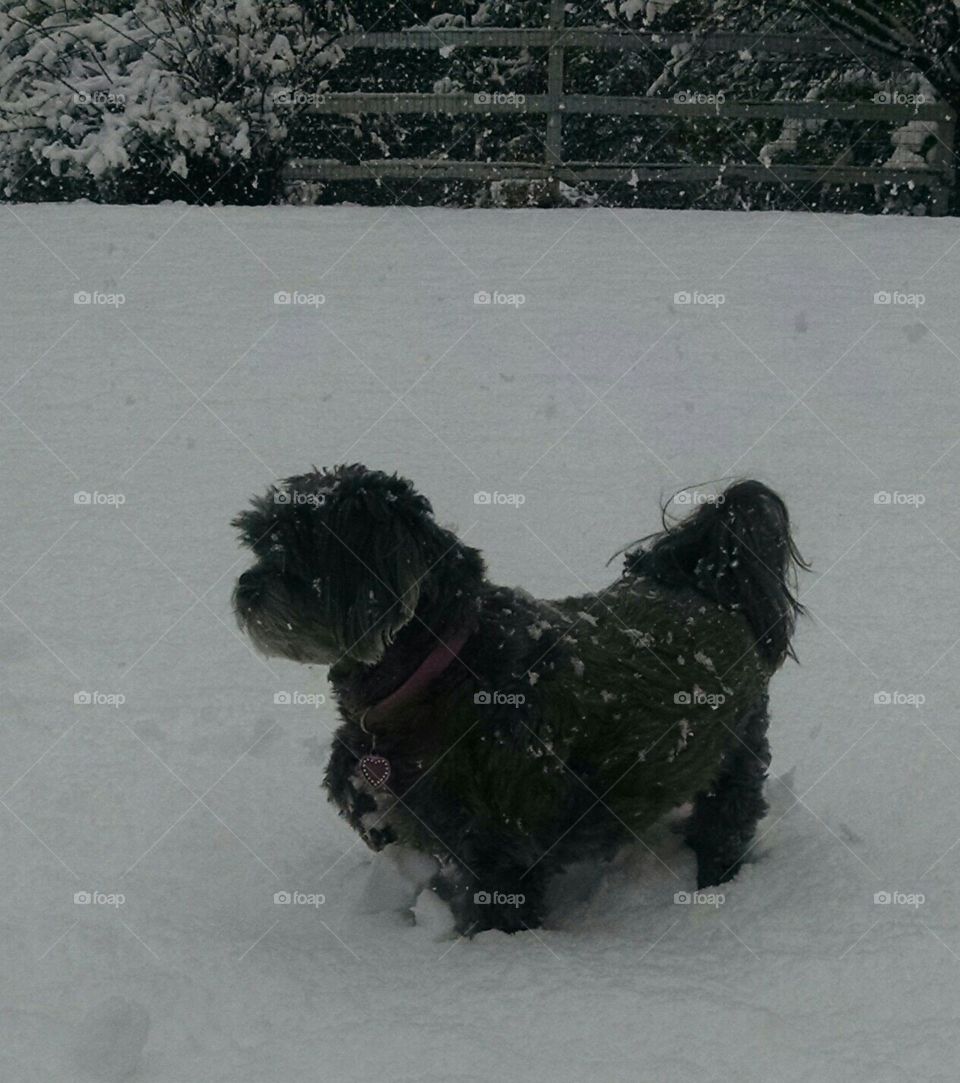 Sassy Shih Tzu of the North Woods