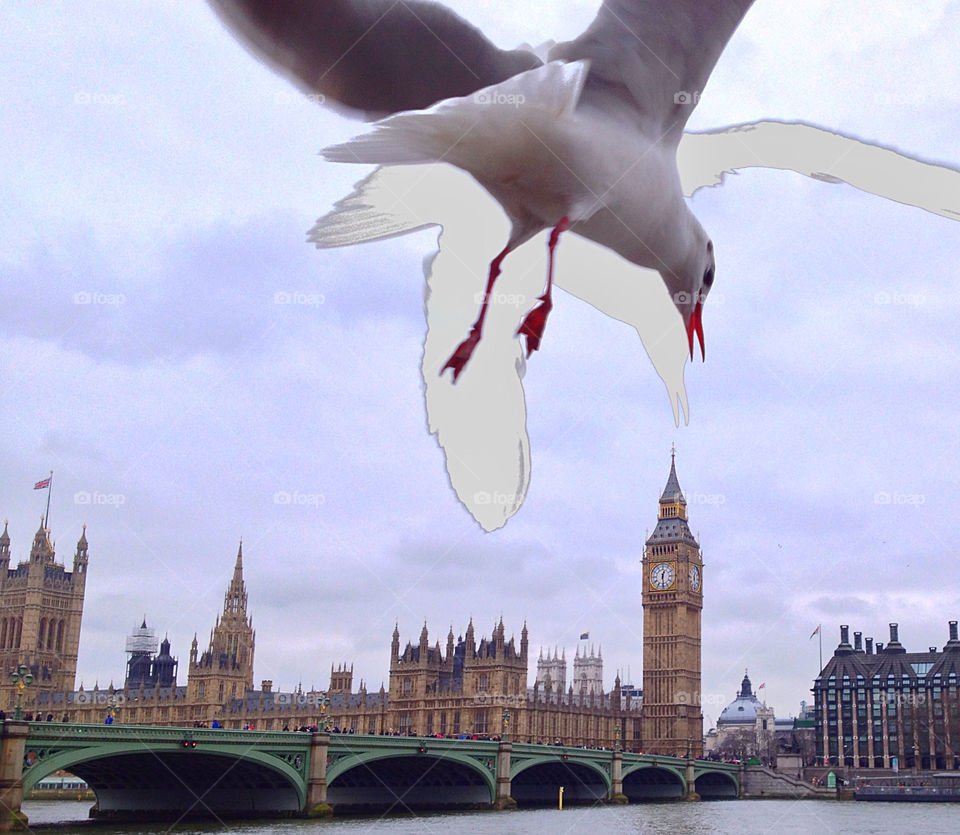 Amazing surprising bird