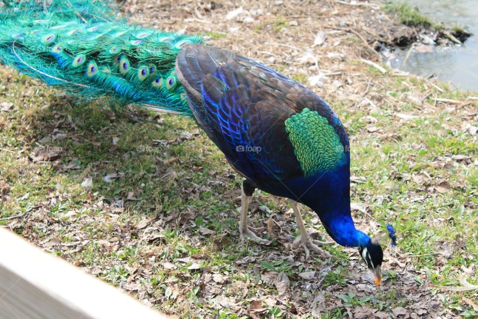 Beautiful Male peacock grazing for food.