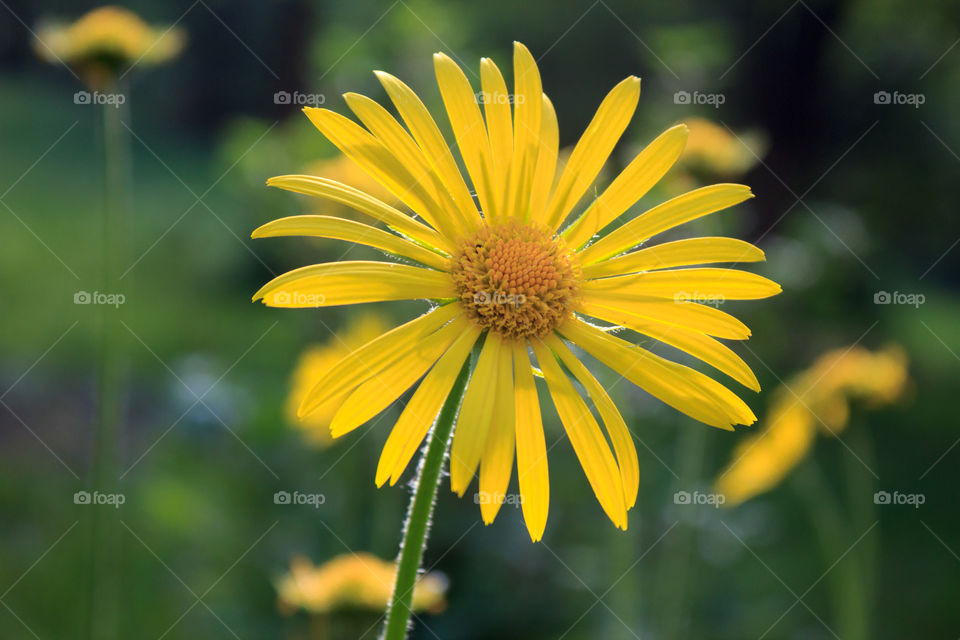 yellow daisy