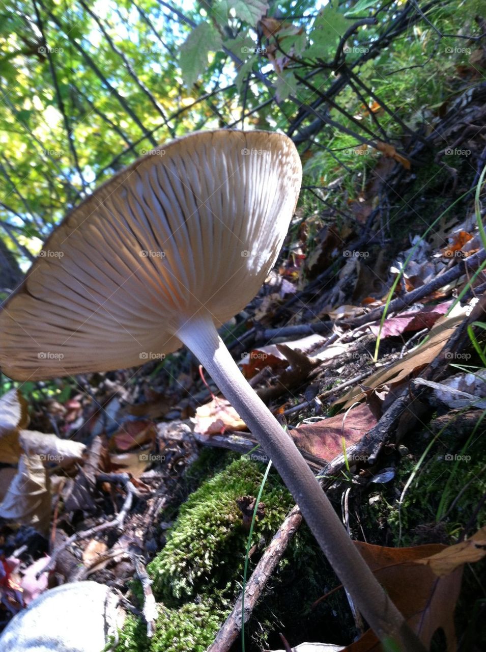 Forest floor mushroom 