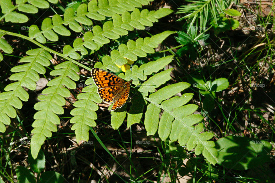 Butterfly on the leaf