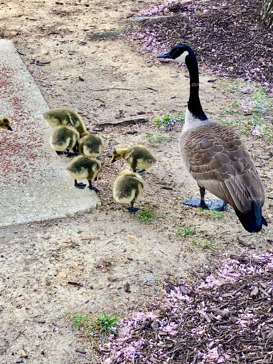 Guesses family going for a walk.Spring time 🌿