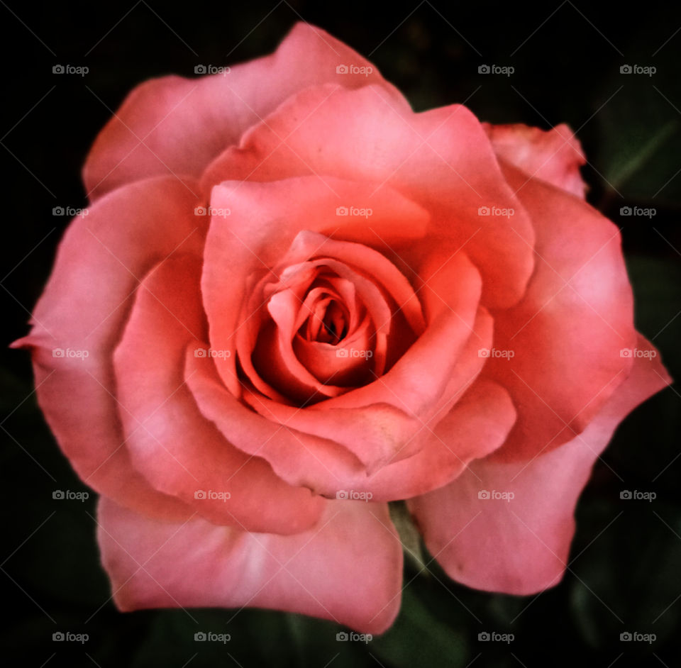 pink rose