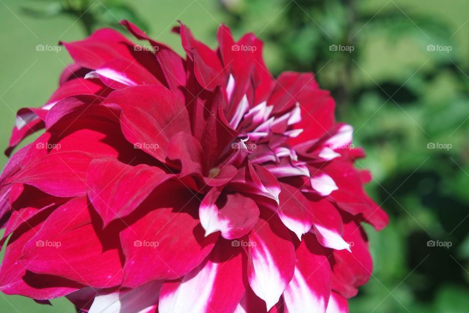 A big, bright pink red and white flower, no edits, pure sunlight, beaming out to the world at Araluen botanic park.