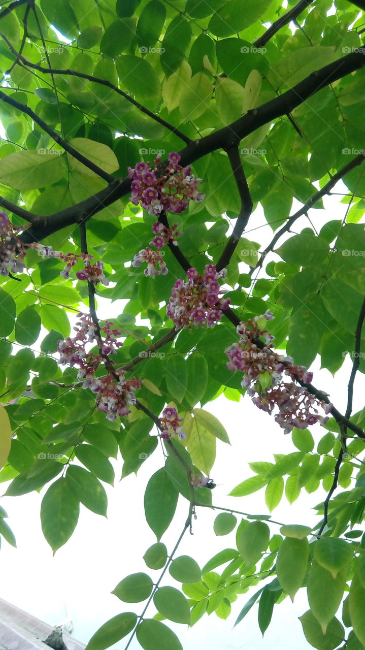 leaves and flowers. carambola