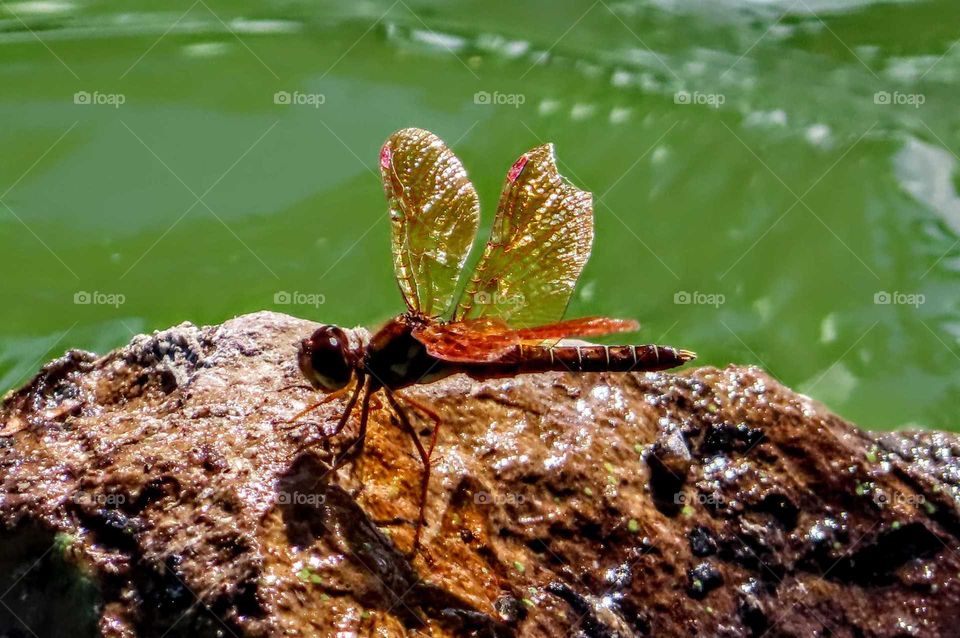 Vibrant Orange Dragonfly Taking a Break "Orange Me Crazy"