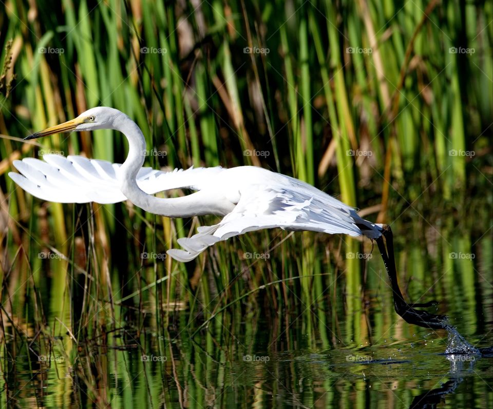 Egret taking flight