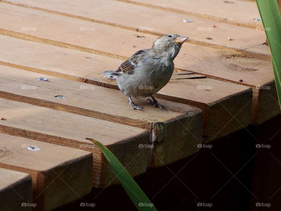 Sparrow in the summer
