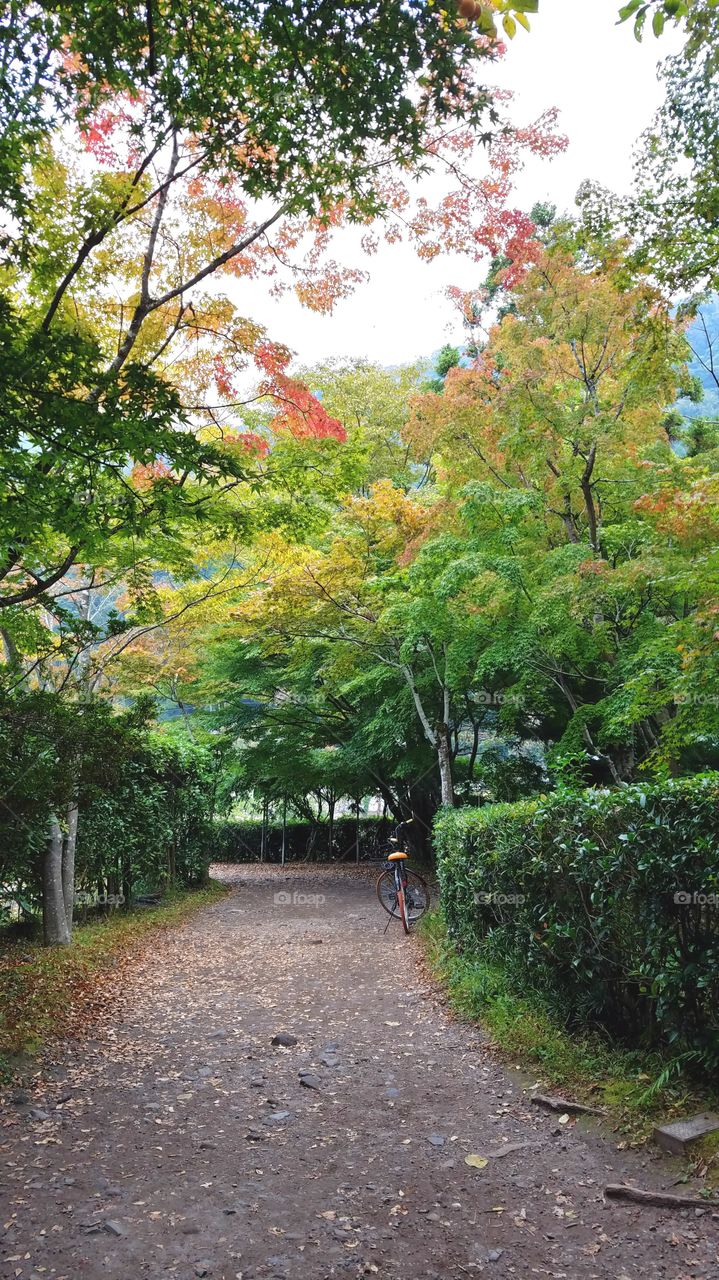 Fall foliage and the bicycle