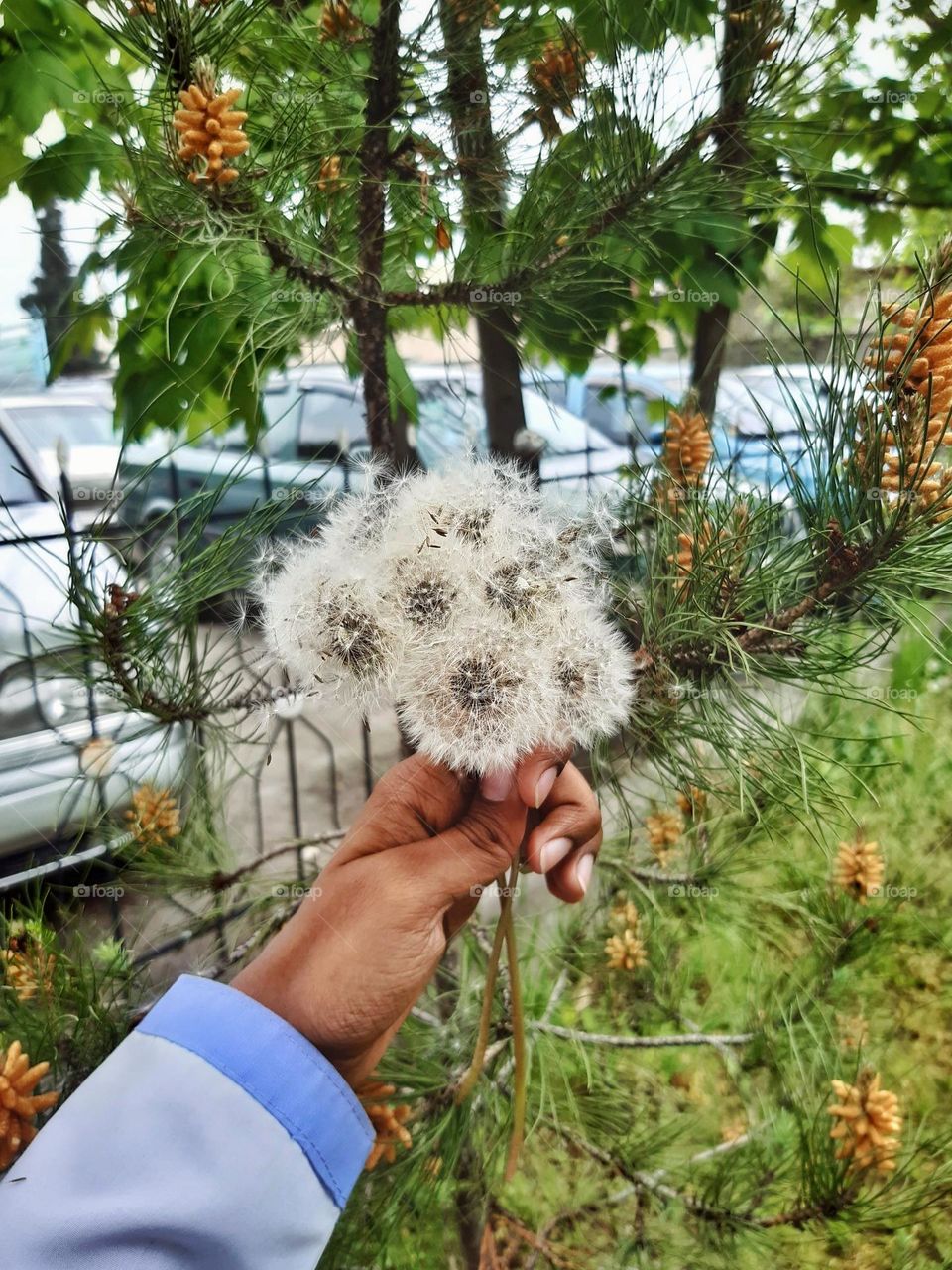 Handful of wishes 🌼
