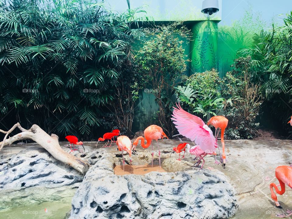 Flamingos in Texas 