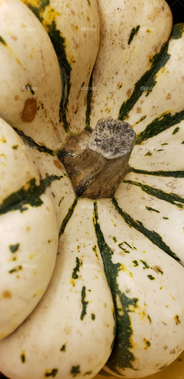 white pumpkin goard