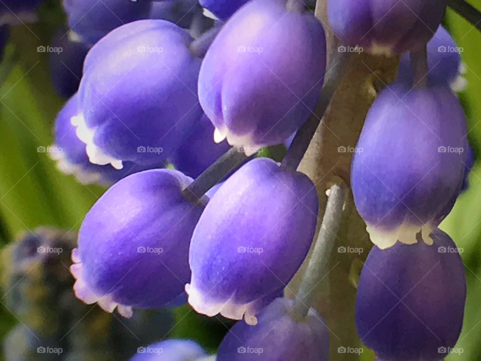 Purple grape hyacinth 
