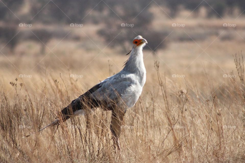 The beutiful Secretary bird.