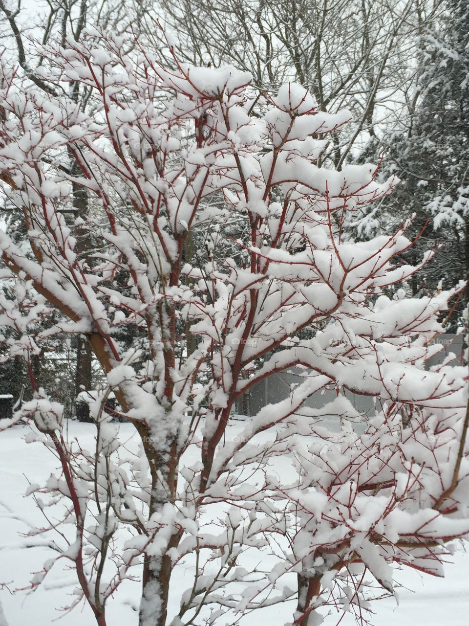 Early spring snowfall - Long Island . Snow cover tree 