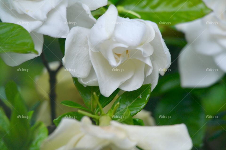 Gardenia 