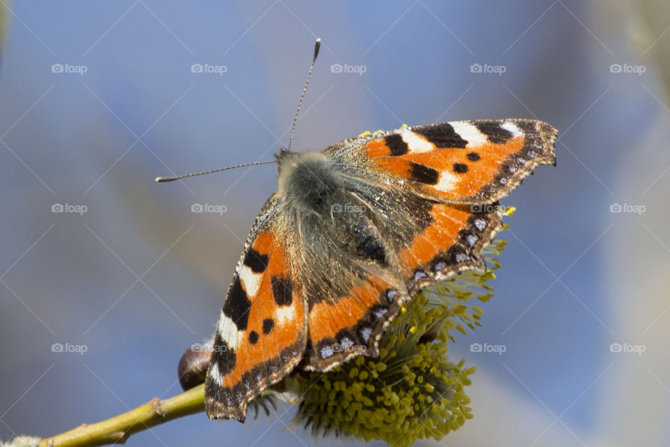 Orange butterfly collecting nectar