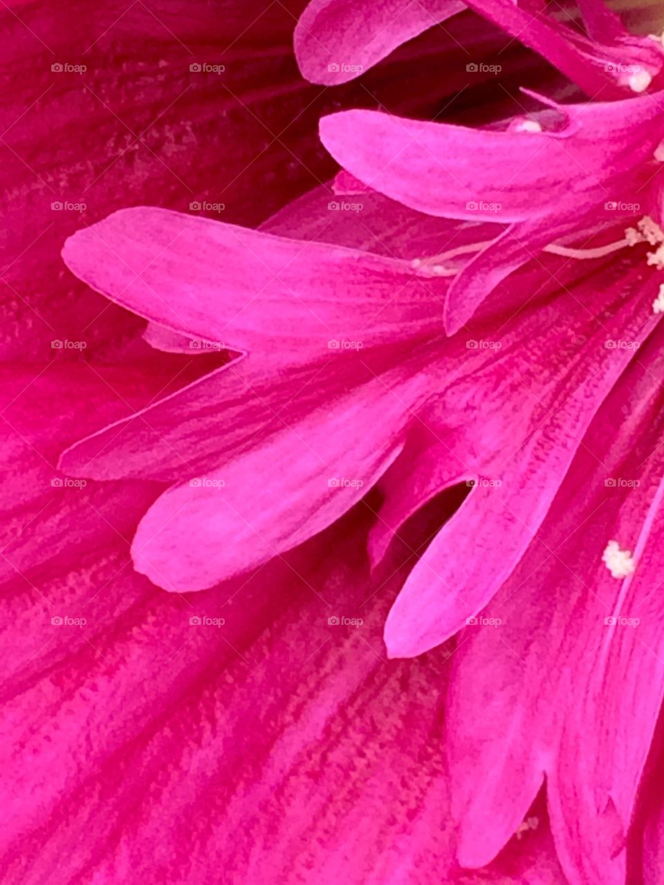 Hollyhock close up