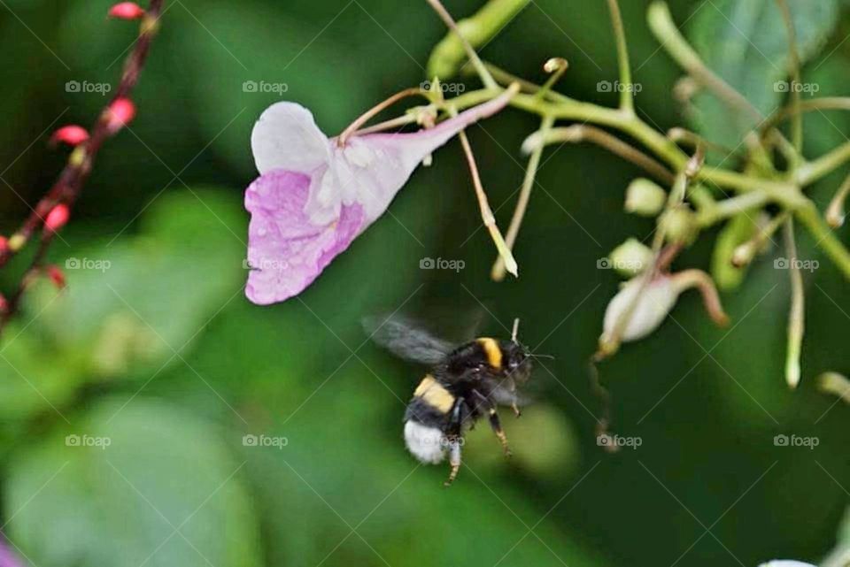 Close up on a bee swirling around an impatien's pink flower in Monet's gardens in Giverny