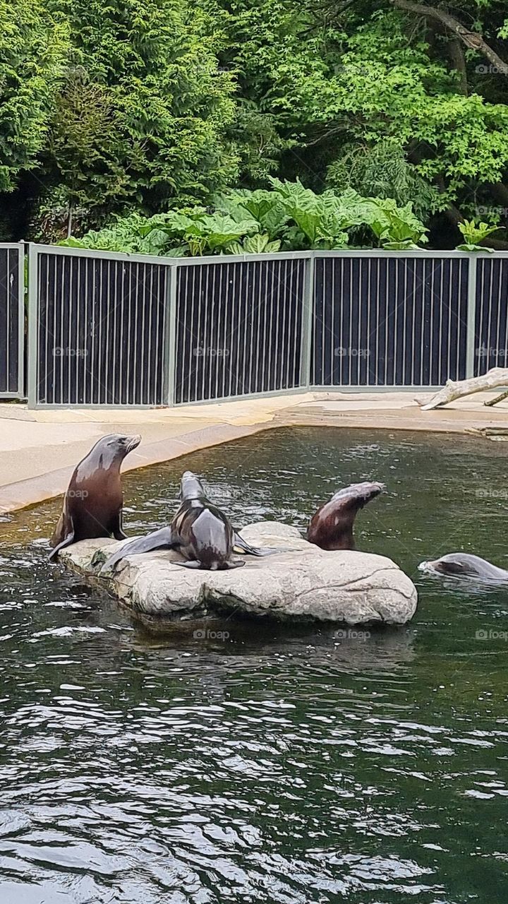 Picture from Dublin Zoo, Ireland